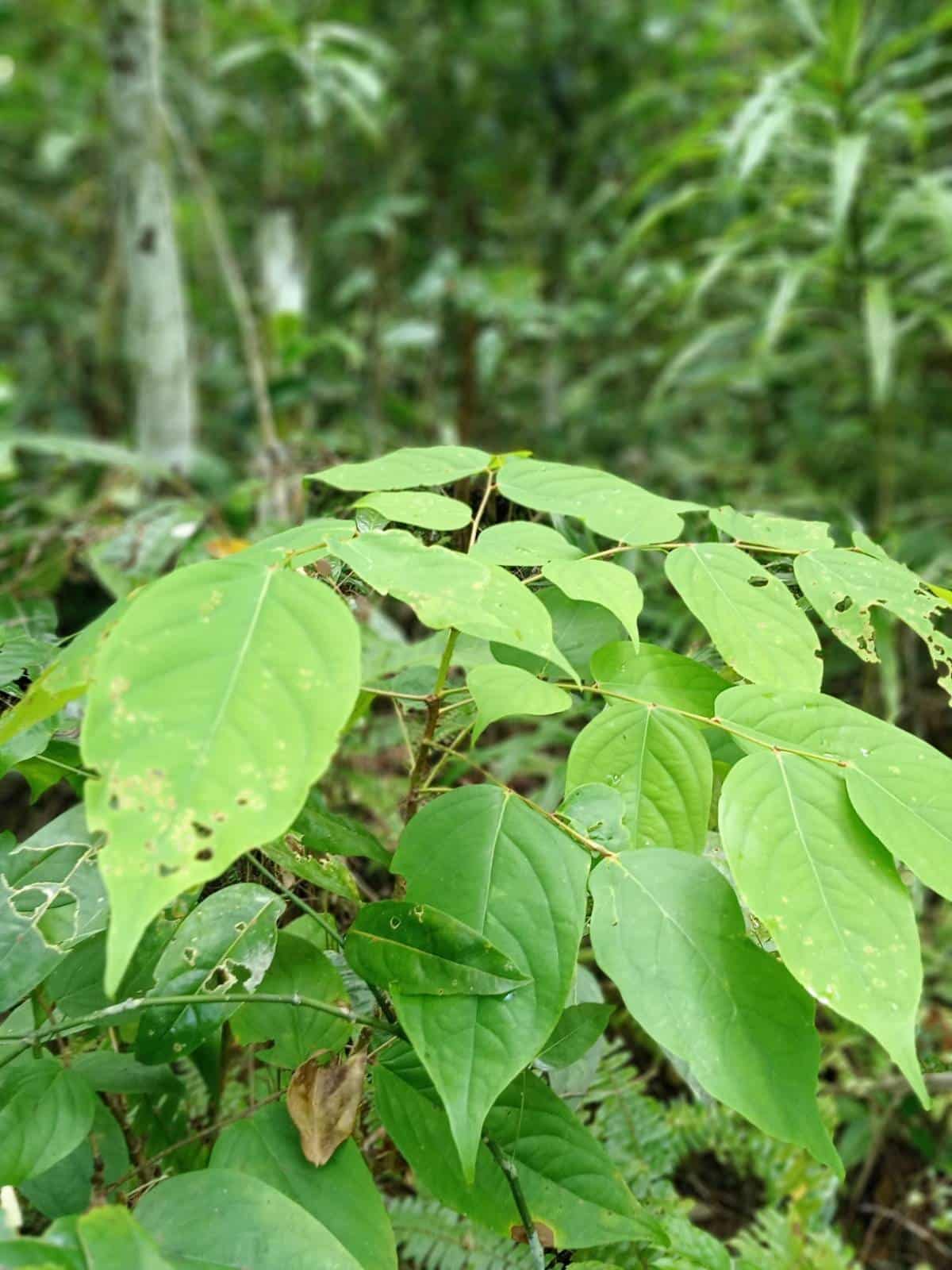 Daun samparek