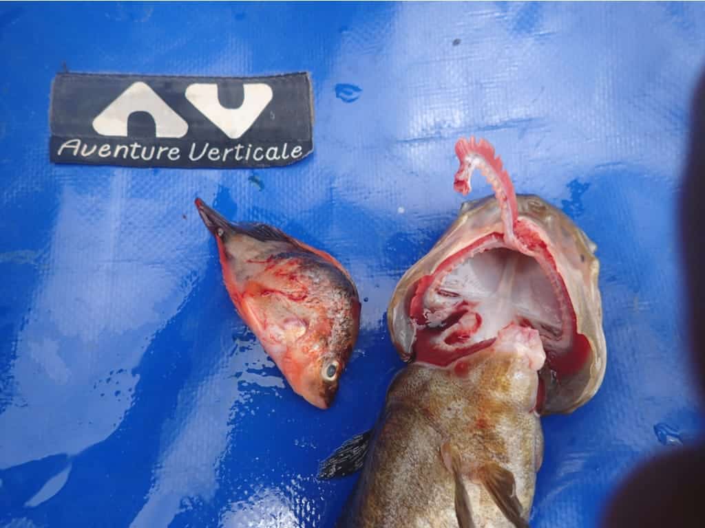 Ikan Pelangi