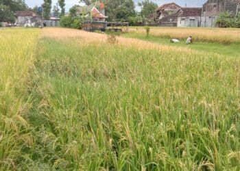 stok beras