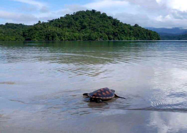 Teluk Cenderawasih