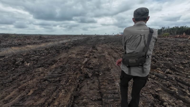 Yayasan Pusaka minta pemerintah hentikan proyek sawah di Merauke