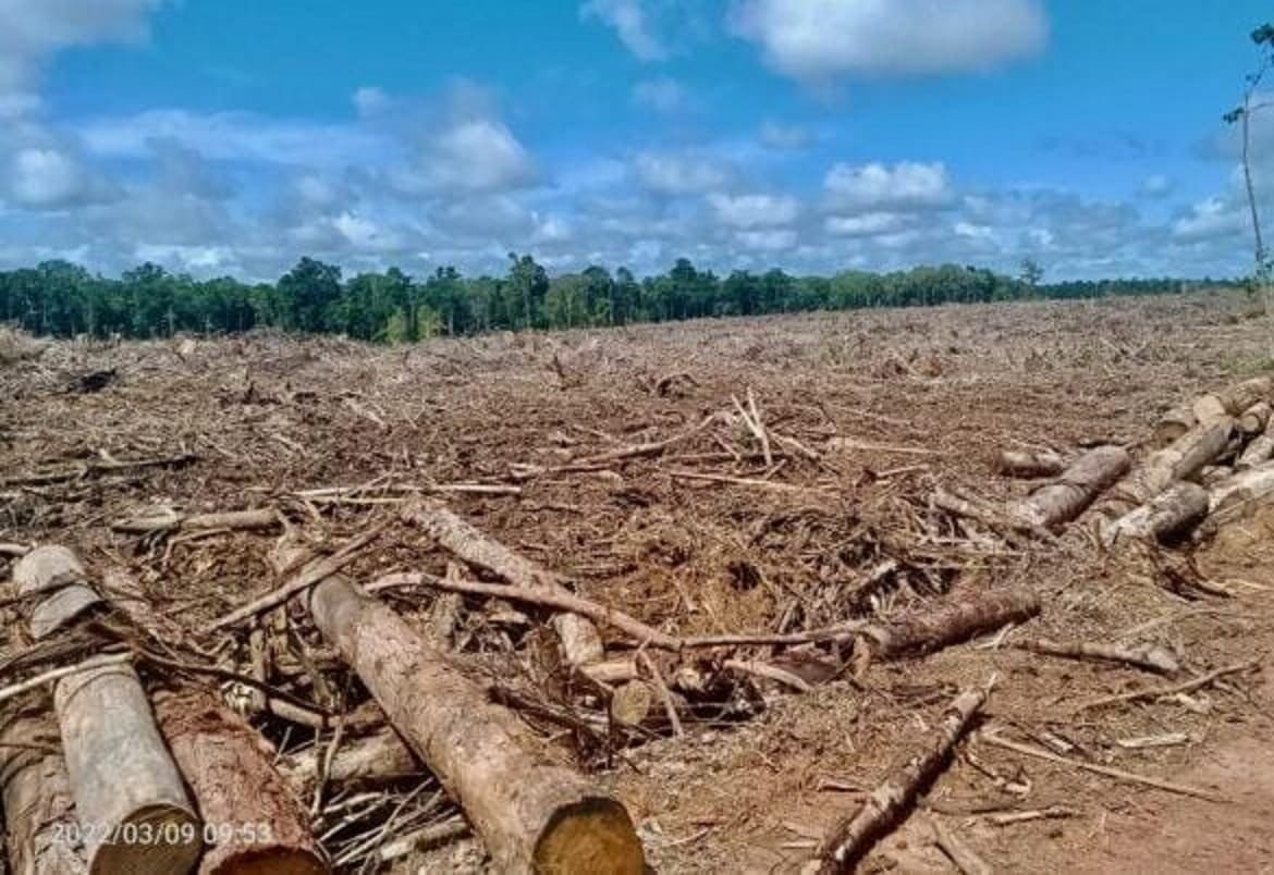 Penggundulan hutan