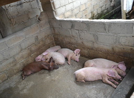 Babi