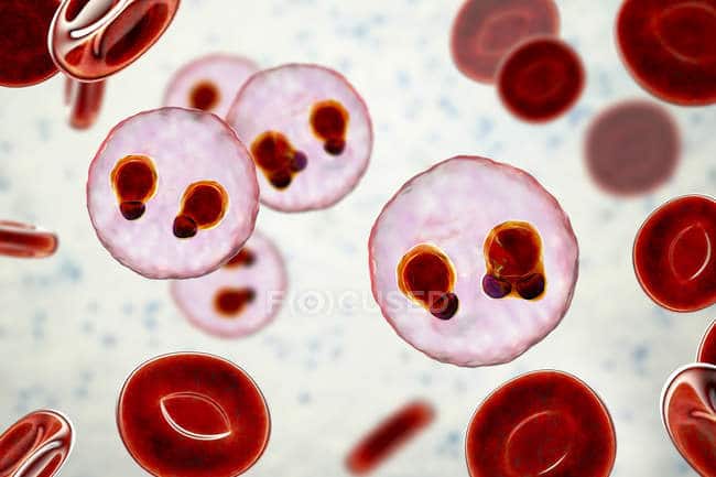 Ilustrasi plasmodium falciparum. -focusescollection.com