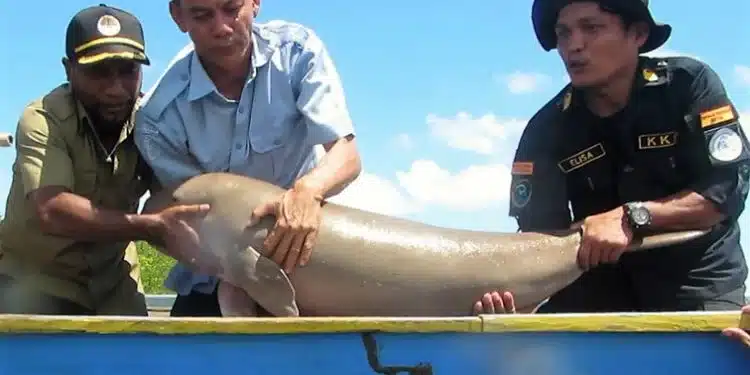 Dugong atau Duyung