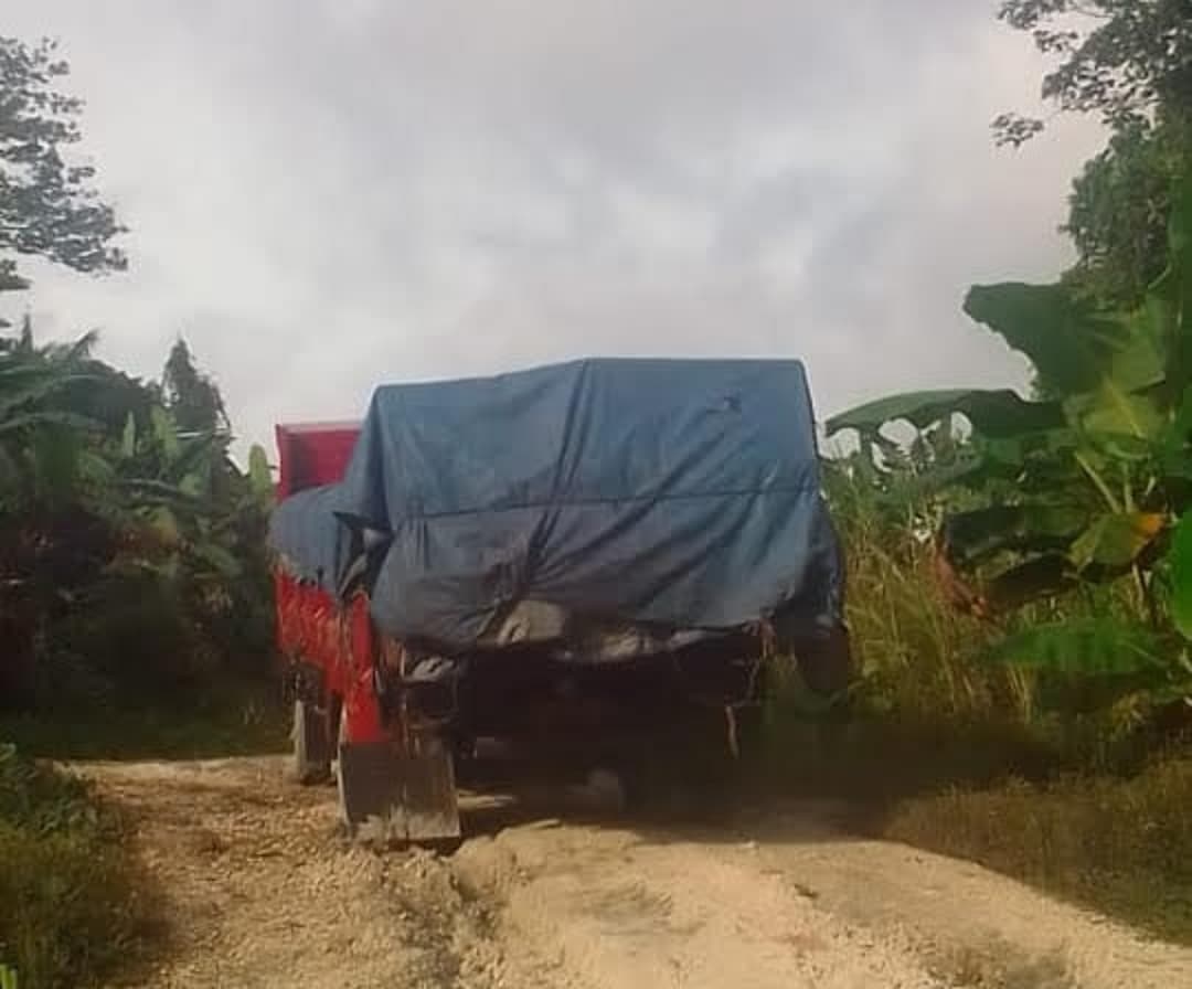 pembalakan, pembalakan liar, pembalak liar
