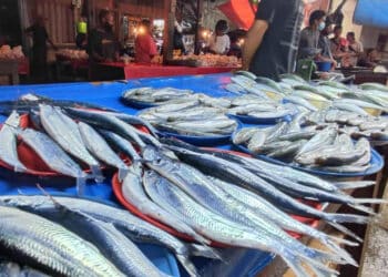 Ikan laut segar dari laut Jayapura. –Jubi/ Engel Wally