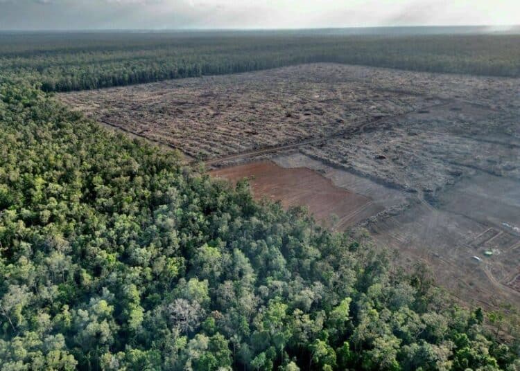 Deforestasi