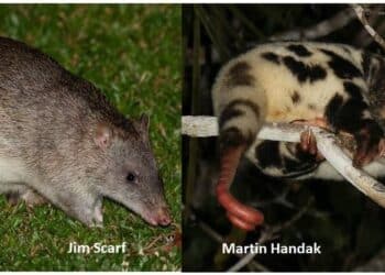tikus tanah